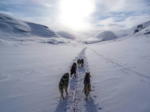 balade chiens hiver 1h